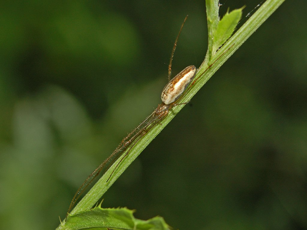 Tetragnatha sp.